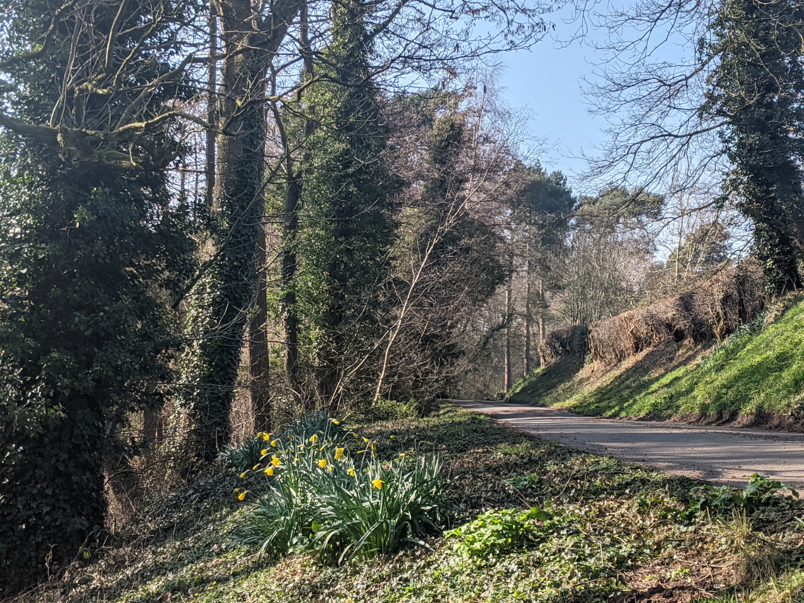 Mill Lane in the sunshine, February 28th